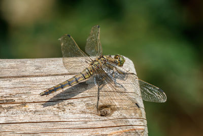 Close-up of dragonfly on wood