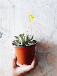 Close-up of hand holding cactus