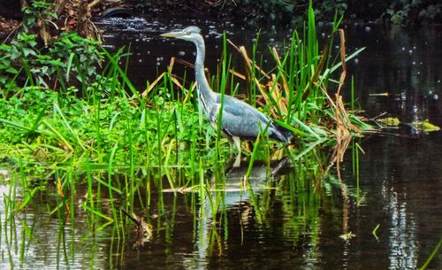 High angle view of gray heron perching on grass by lake