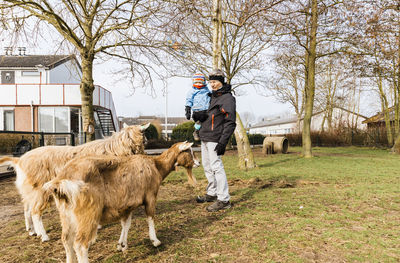 Grandfather carrying granddaughter while standing with goats on field