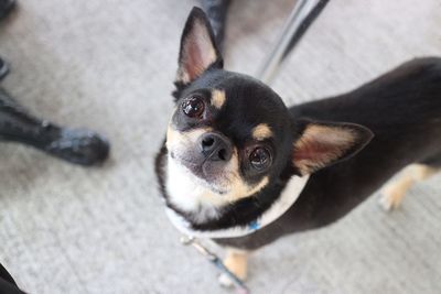 High angle portrait of dog