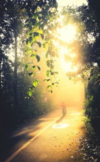 Sun shining through trees