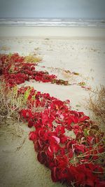 Close-up of red beach against sky