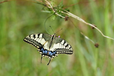 Close-up of butterfly pollinating flower