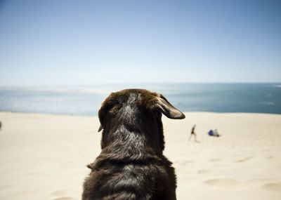 Dog at beach against clear sky