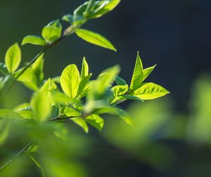 Fresh, green leaves of a bird cherry tree during spring.