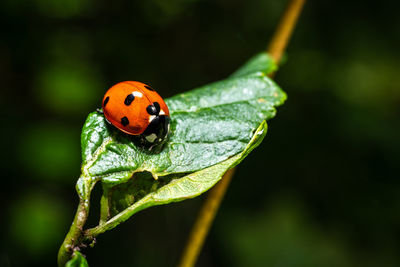 Close-up of ladybug on leaf