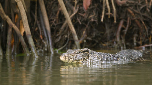 View of turtle swimming in lake