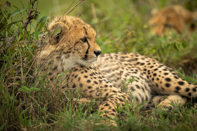Close-up of cheetah cub leaning on mound