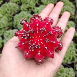 Close-up of hand holding strawberry