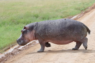 A common hippopotamus crossing the road