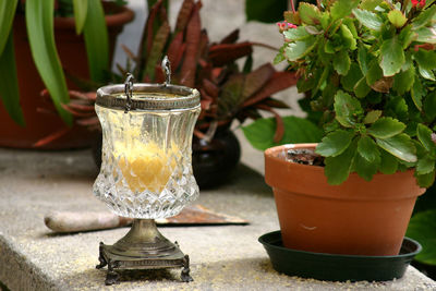 Close-up of potted plant on table