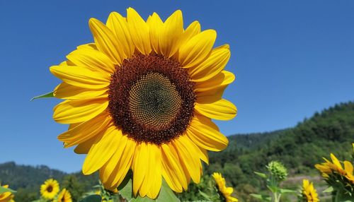 Close-up of yellow sunflower against clear sky