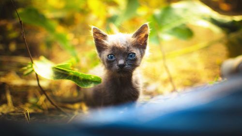 Portrait of kitten