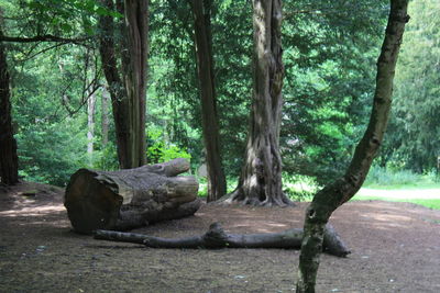 Trees in forest