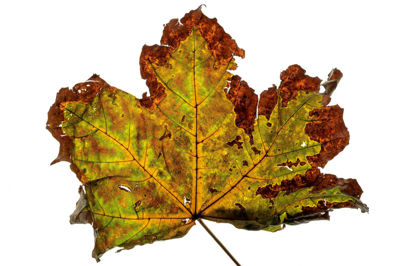 CLOSE-UP OF MAPLE LEAF ON WHITE BACKGROUND