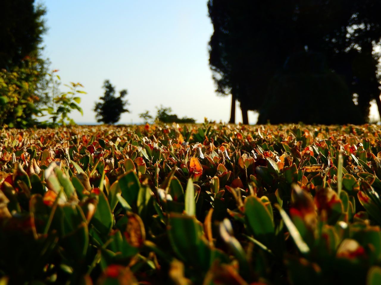 plant, land, growth, selective focus, field, sky, landscape, nature, day, leaf, crowd, plant part, beauty in nature, outdoors, tree, abundance, environment, tranquility, rural scene, plantation