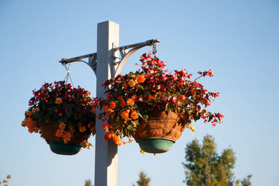 Low angle view of flower pots hanging against clear sky