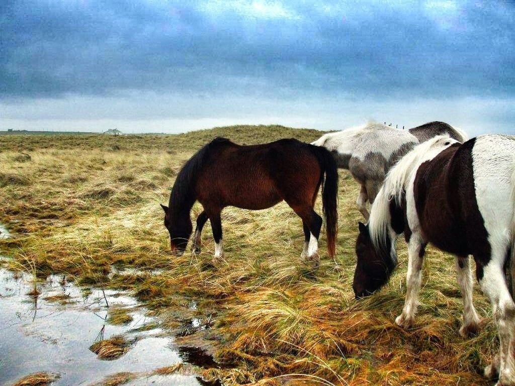 animal themes, domestic animals, mammal, horse, livestock, sky, standing, herbivorous, cloud - sky, landscape, grazing, field, nature, grass, tranquil scene, full length, cloudy, tranquility, mountain, cloud