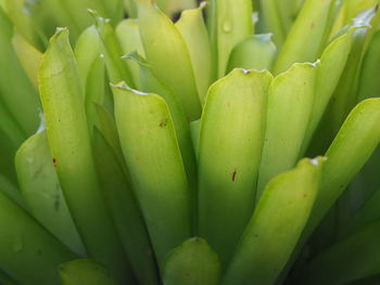 Full frame shot of succulent plant