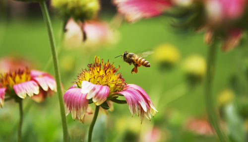 Close-up of bee pollinating on flower