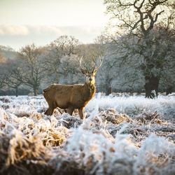 Deer on snow field during winter