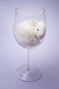A long haired white syrian hamster in a wine glass.
