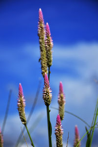 Close-up of pink flowering plant against blue sky