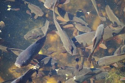 High angle view of fish swimming in pond