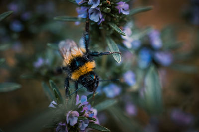 Close-up of bee pollinating on flower