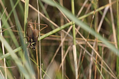 Close-up of insect on grass