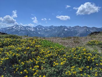 Scenic view of flowering plants on field against sky