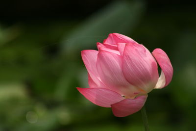 Close-up of pink lotus water lily