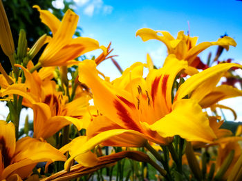 Close-up of yellow flowering plants