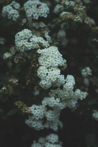 Close-up of flowers against blurred background