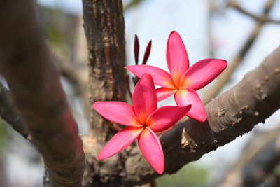 Close-up of pink frangipani on plant