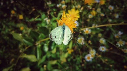 Close-up of butterfly on flower