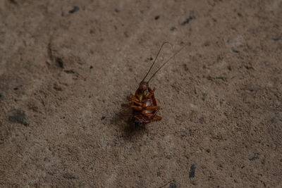 Close-up of insect