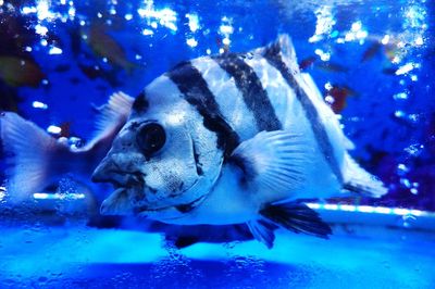 Close-up of fish swimming in aquarium