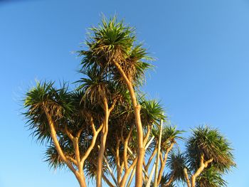 Low angle view of palm tree against clear blue sky