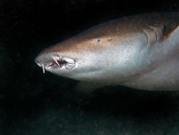 Nurse shark in the maldives