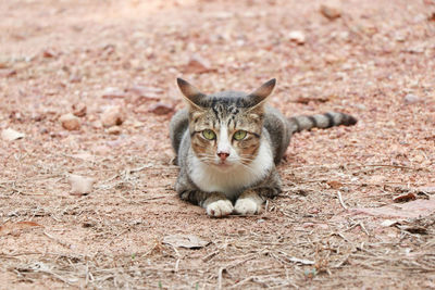 Portrait of cat sitting on field