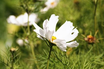 Close-up of white flower