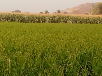 Scenic view of grassy field