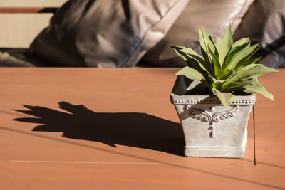 Close-up of potted plant on table