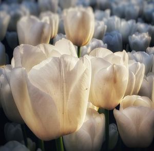 Close-up of white flowering plants