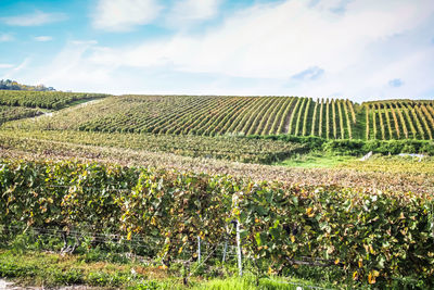 View of vineyard against cloudy sky