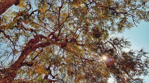 Low angle view of trees against sky