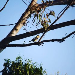 Low angle view of trees against clear blue sky