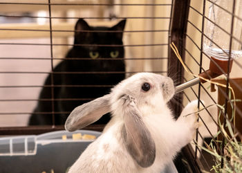 Black cat watching the rabbit